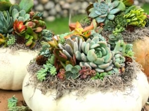 White and pale orange pumpkins are used as fall succulent arrangements, each filled with a mix of rosettes ranging from plump grey-green fleshy leaves to pointed dark green spiky ones, alongside trailing stems and compact layered forms in varied textures and hues.
