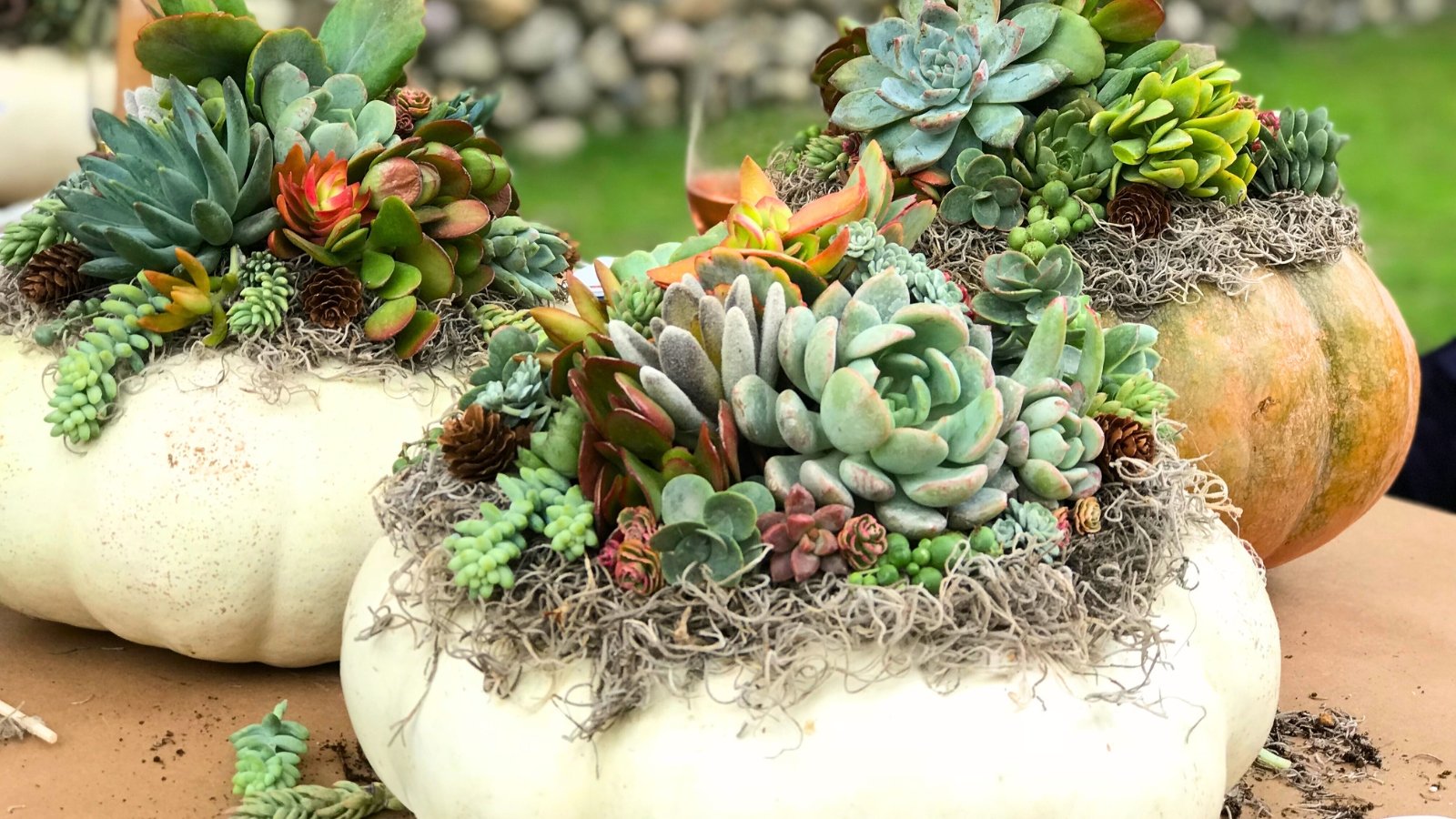 7 Fall-Themed Succulent Arrangements Anyone Can Create