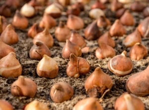 Multiple tulip bulbs are arranged in neat rows on the ground, illustrating the process of fall tulip planting.