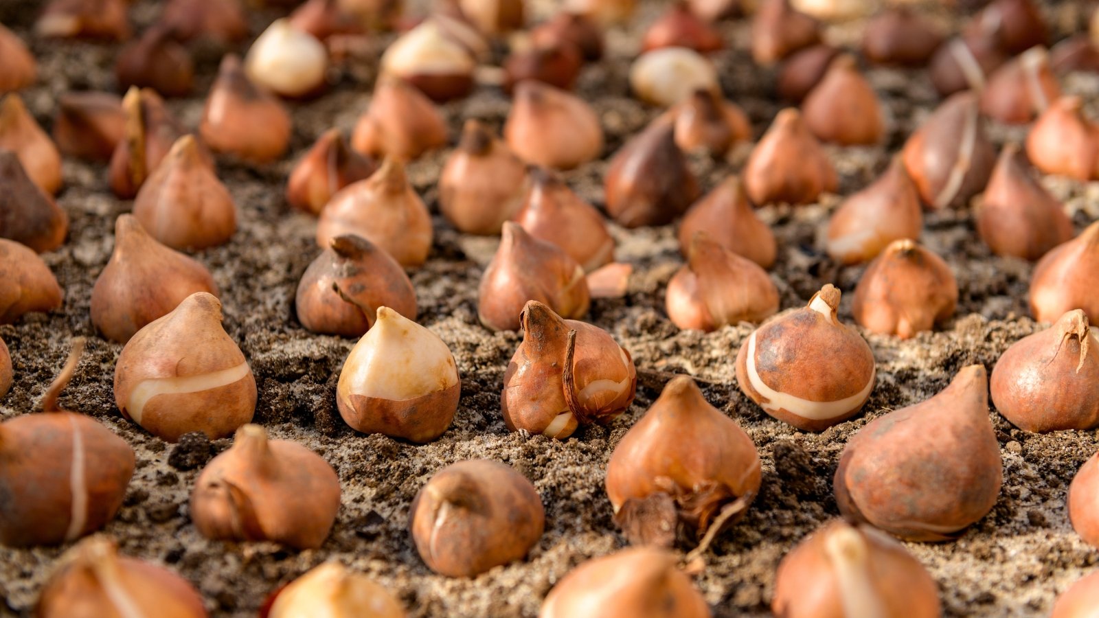 Multiple tulip bulbs are arranged in neat rows on the ground, illustrating the process of fall tulip planting.