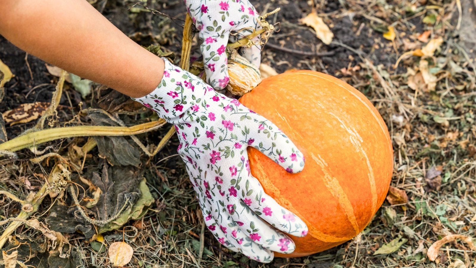 A gardener wearing gloves inspects the firmness of a ripe orange pumpkin resting on the garden soil among dry vines and leaves.