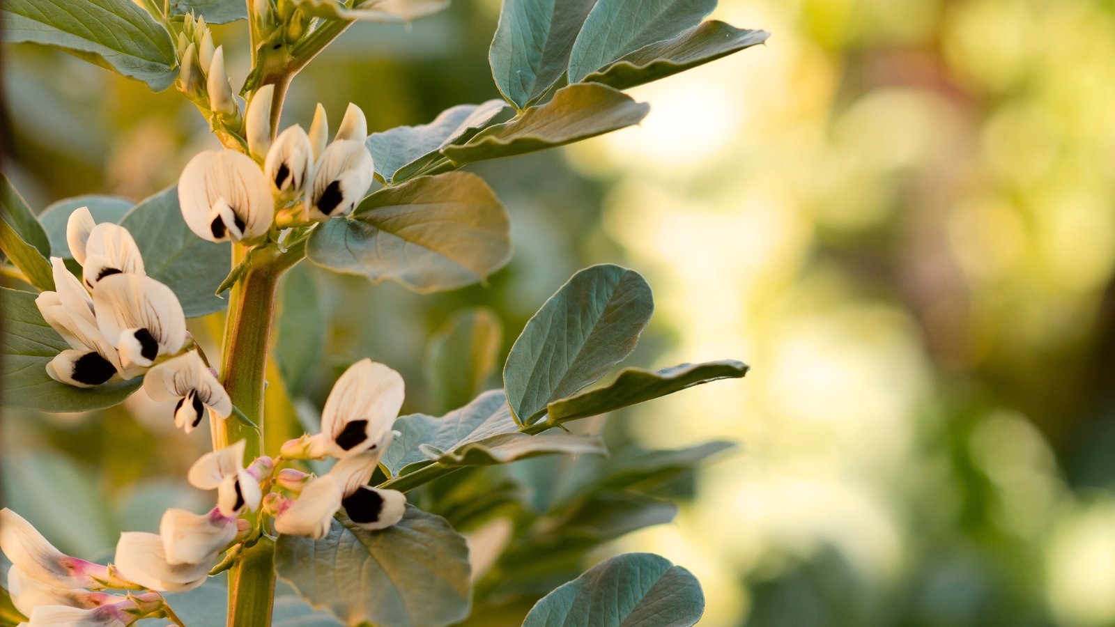 Multiple creamy-white flowers with a striking black central spot bloom along a thick, upright stem, accompanied by large, dull green oval leaves.