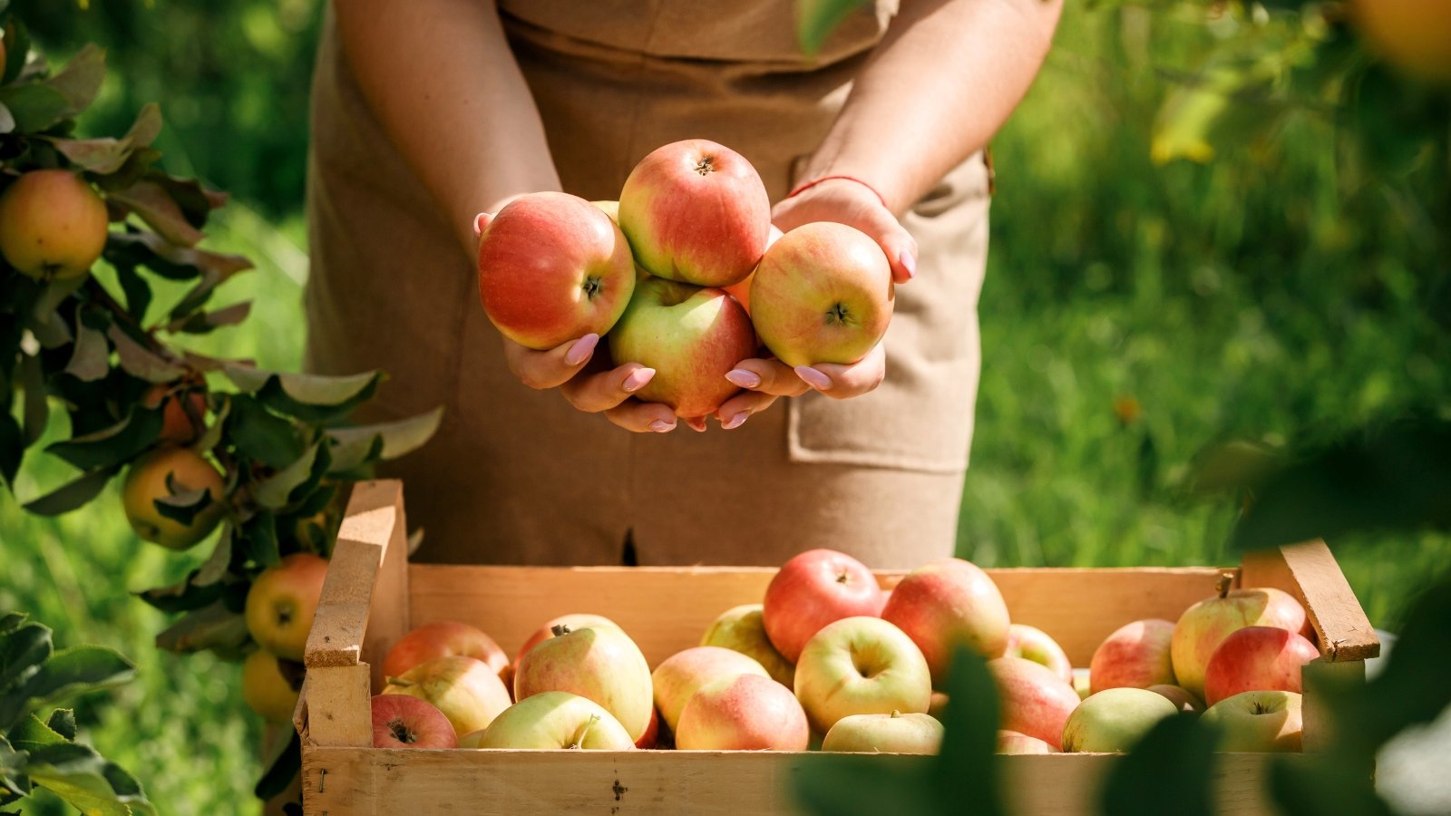 A female gardener in a beige apron holds freshly picked green apples with a red blush over a wooden box full of fruit.