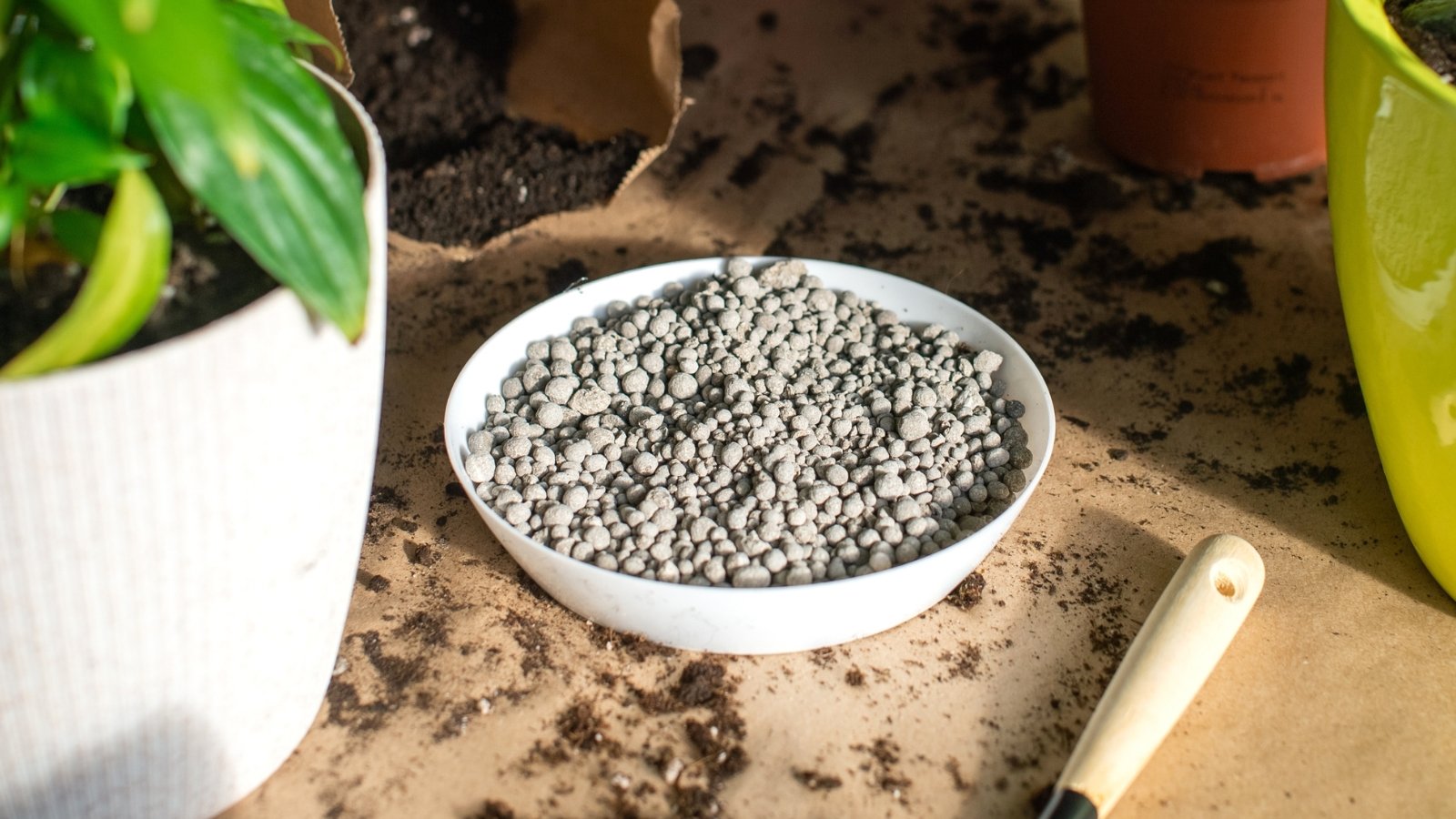 A shallow bowl full of small, round, gray granular fertilizer sits on a wooden table among potted plants.