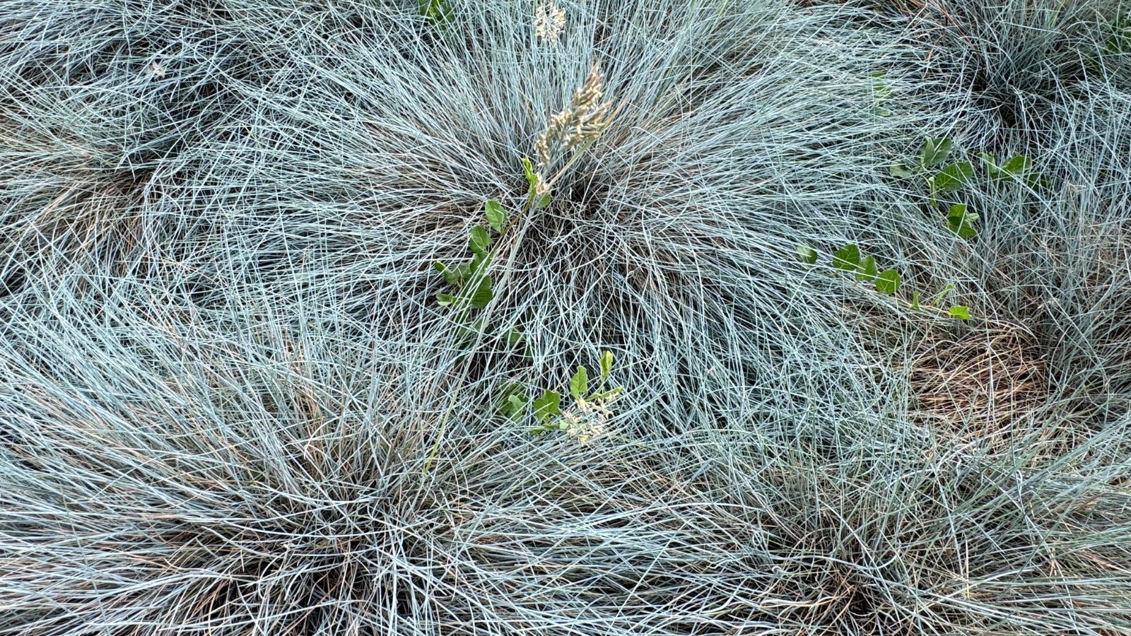 Dense clumps of fine, blue-gray grass blades topped with delicate, slender flower spikes rising above the foliage.