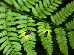 Two glowing fireflies rest on a vibrant green fern leaf amidst the fall garden.