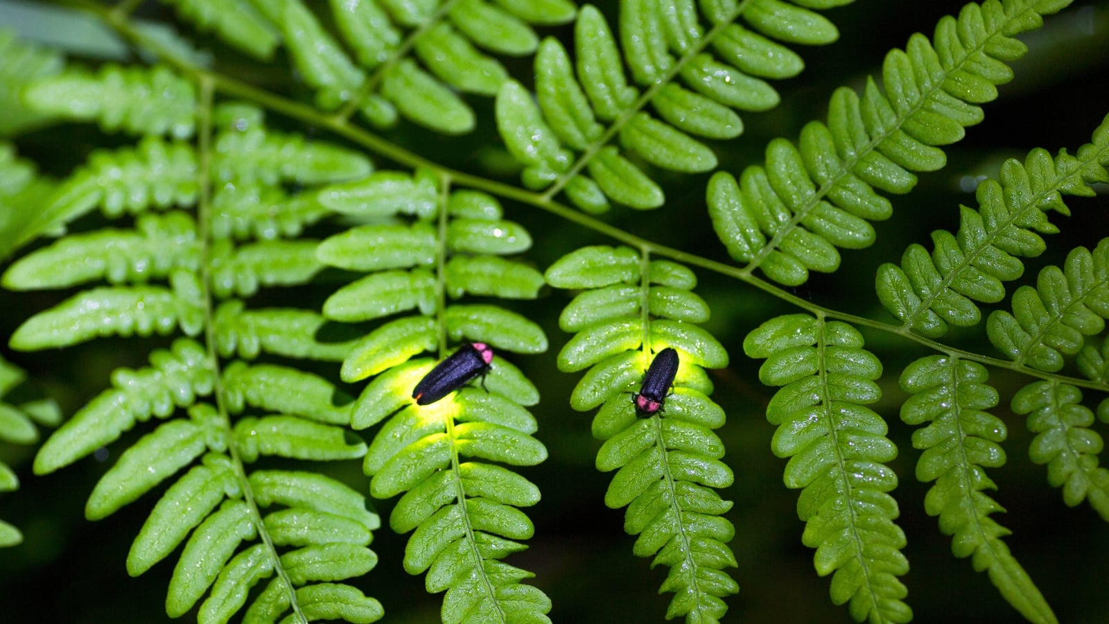 Two glowing fireflies rest on a vibrant green fern leaf amidst the fall garden.