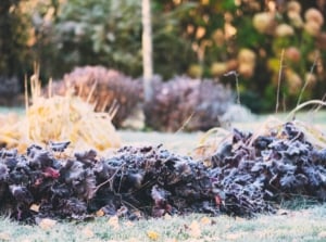 An autumn garden displays hostas with yellow leaves, hauchers with purple foliage, and other shrubs dusted with white frost, while the lawn is also frosted during the first autumn frost before winter’s hard freeze.