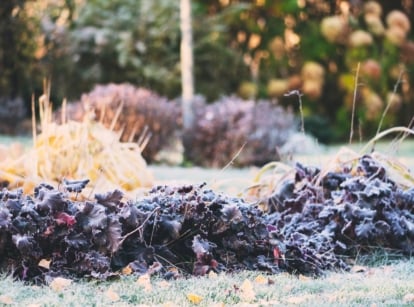 An autumn garden displays hostas with yellow leaves, hauchers with purple foliage, and other shrubs dusted with white frost, while the lawn is also frosted during the first autumn frost before winter’s hard freeze.
