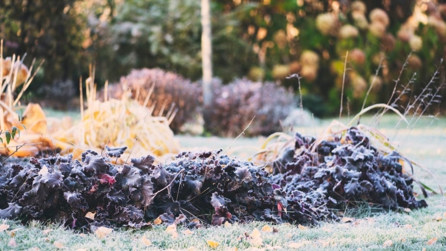 An autumn garden displays hostas with yellow leaves, hauchers with purple foliage, and other shrubs dusted with white frost, while the lawn is also frosted during the first autumn frost before winter’s hard freeze.