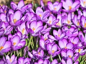 A dense cluster of purple cup-shaped blossoms with yellow-orange centers growing from flower bulbs in November.