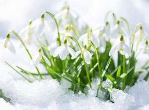 Delicate snowdrop flowers bloom through the snow, showcasing bright white blooms in a winter garden.