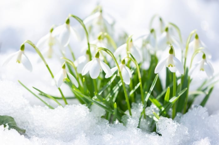 Delicate snowdrop flowers bloom through the snow, showcasing bright white blooms in a winter garden.