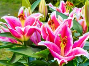 A close-up view of one of the most fragrant flowering bulbs showing large, bowl-shaped magenta petals with white edges and prominent orange-brown stamens.