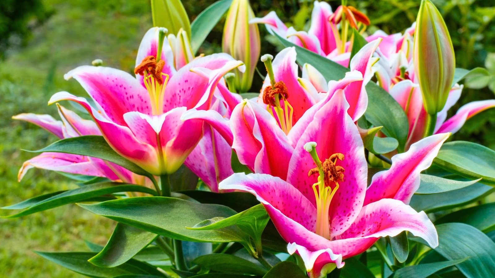 A close-up view of one of the most fragrant flowering bulbs showing large, bowl-shaped magenta petals with white edges and prominent orange-brown stamens.