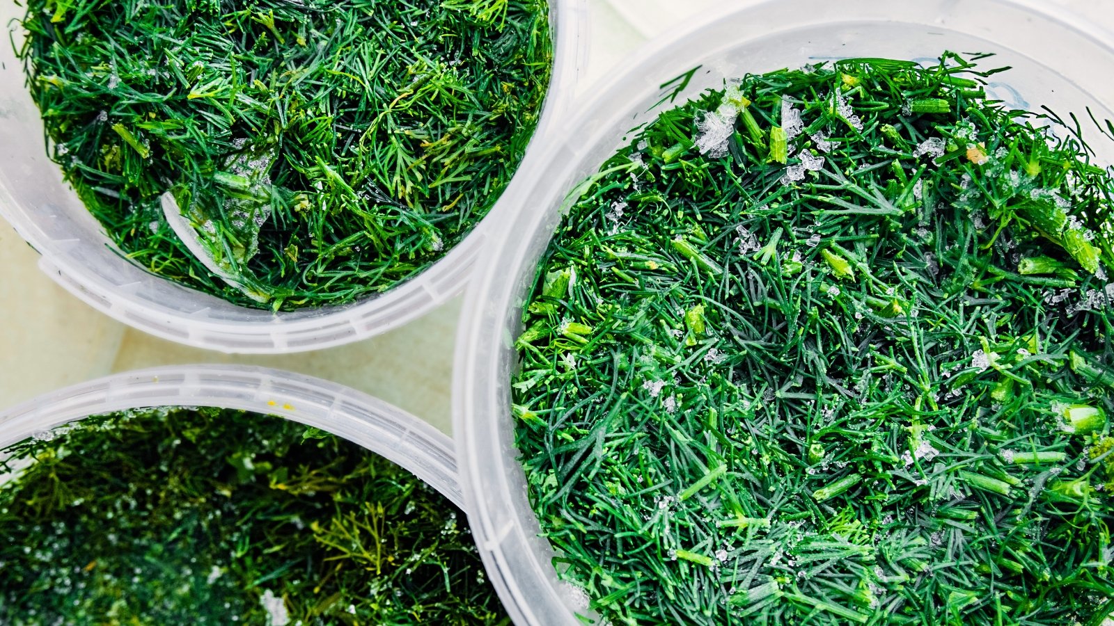 Finely chopped green dill rests frozen in clear plastic containers, its feathery texture and bright color preserved for future cooking.

