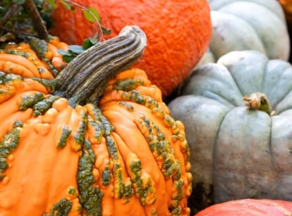 Various fun pumpkins to grow, round and slightly flattened, in shades of bright orange, rich red-orange, and gray-blue, featuring smooth, rough, and warty skins for a playful garden display.