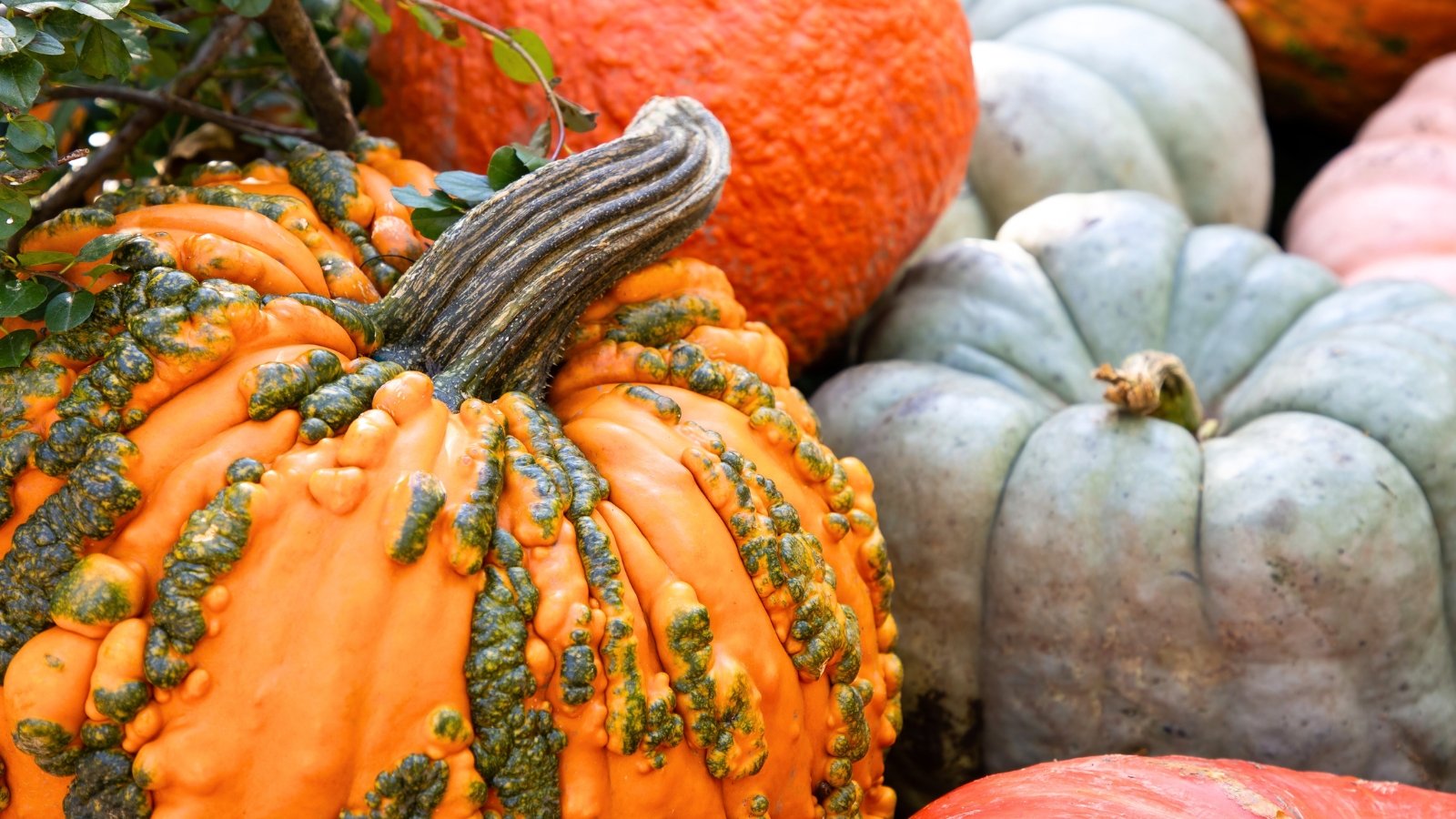 Various fun pumpkins to grow, round and slightly flattened, in shades of bright orange, rich red-orange, and gray-blue, featuring smooth, rough, and warty skins for a playful garden display.