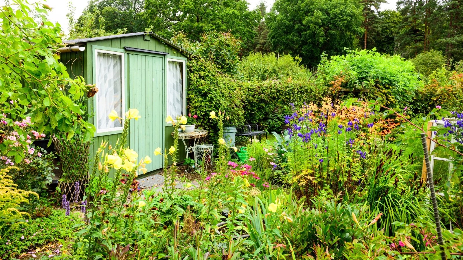 A small flowering garden filled with diverse native plants, bushes, and trees surrounds a quaint green wooden shed, creating a lush and colorful setting.