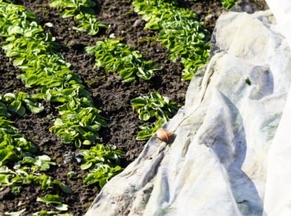 A garden bed of young spinach plants is sheltered beneath a white frost cloth that drapes lightly over the leafy greens.