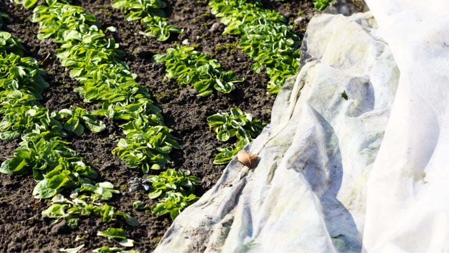 A garden bed of young spinach plants is sheltered beneath a white frost cloth that drapes lightly over the leafy greens.