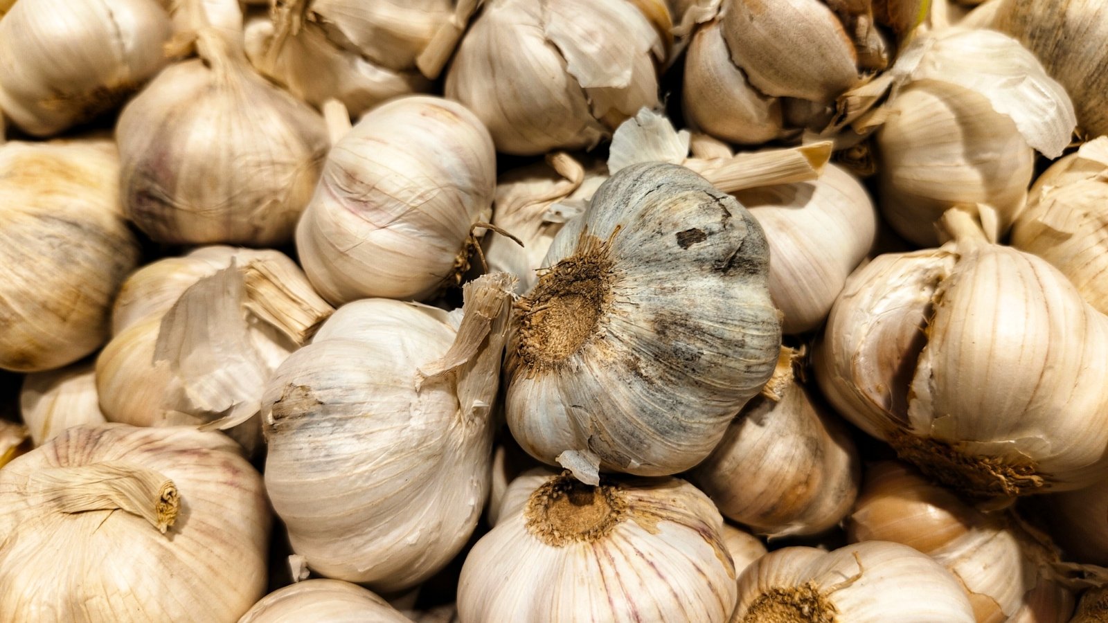 A pile of garlic bulbs sits together, with one bulb showing signs of rot, including darkened, soft, and shriveled skin.