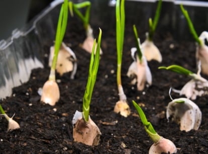 Sprouted garlic cloves grow indoors in a container filled with dark soil, showing green shoots emerging from each clove.