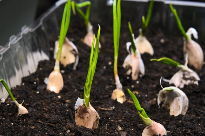 Sprouted garlic cloves grow indoors in a container filled with dark soil, showing green shoots emerging from each clove.
