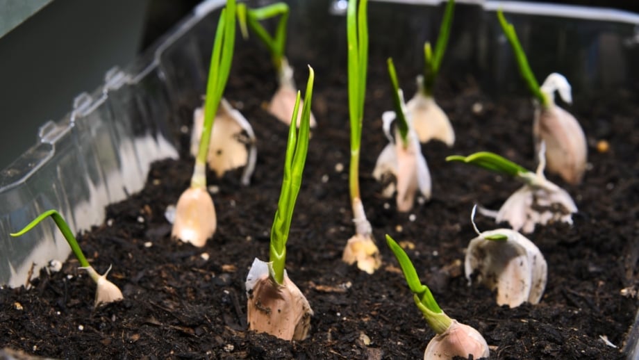 Sprouted garlic cloves grow indoors in a container filled with dark soil, showing green shoots emerging from each clove.