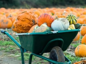 A wheelbarrow holds a variety of freshly harvested winter squashes and pumpkins, set against a field of ripe orange pumpkins.