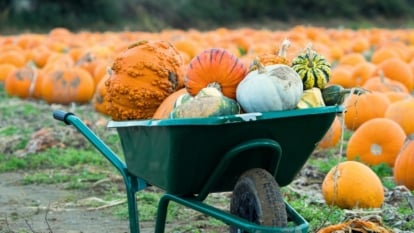A wheelbarrow holds a variety of freshly harvested winter squashes and pumpkins, set against a field of ripe orange pumpkins.