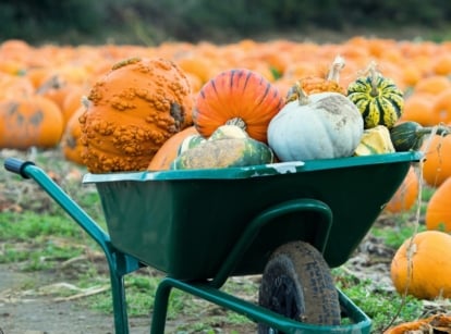 A wheelbarrow holds a variety of freshly harvested winter squashes and pumpkins, set against a field of ripe orange pumpkins.