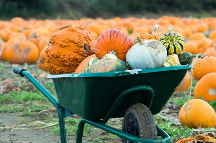 A wheelbarrow holds a variety of freshly harvested winter squashes and pumpkins, set against a field of ripe orange pumpkins.