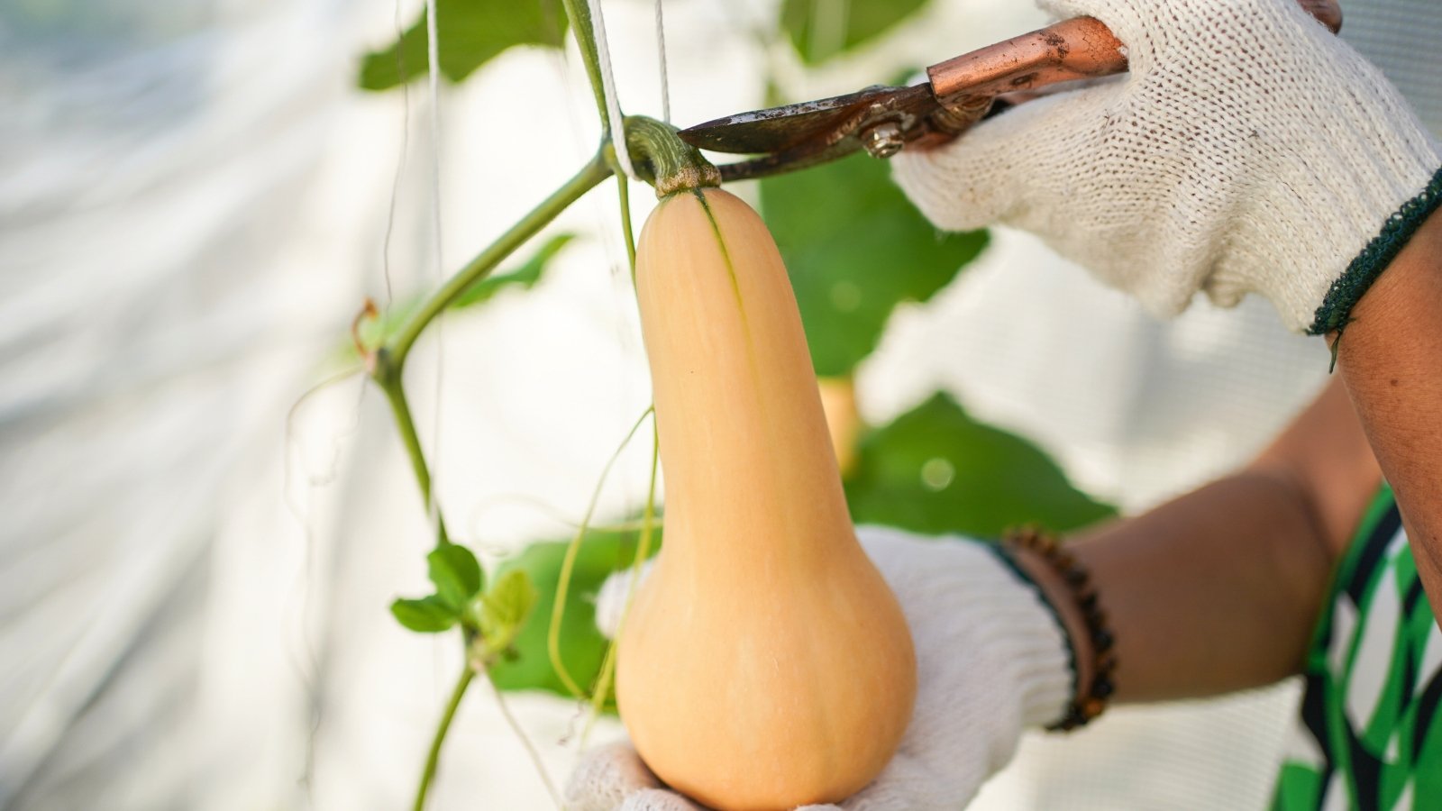 A gardener wearing gloves harvests a butternut squash fruit with pruning shears, cutting it from the vine inside a greenhouse.