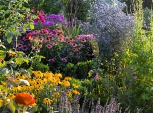 A height layering garden combos display with yellow daisies, magenta coneflowers, blue thistles, and green shrubs in sunlight.