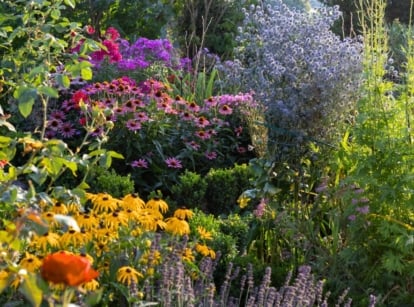 A height layering garden combos display with yellow daisies, magenta coneflowers, blue thistles, and green shrubs in sunlight.