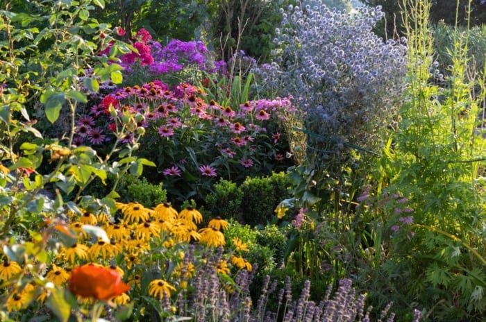 A height layering garden combos display with yellow daisies, magenta coneflowers, blue thistles, and green shrubs in sunlight.