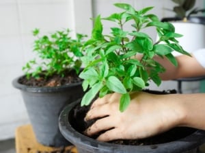 A person planting herbs inside during fall, pressing lush green foliage with oval leaves into dark soil.