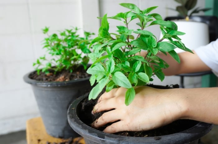 A person planting herbs inside during fall, pressing lush green foliage with oval leaves into dark soil.
