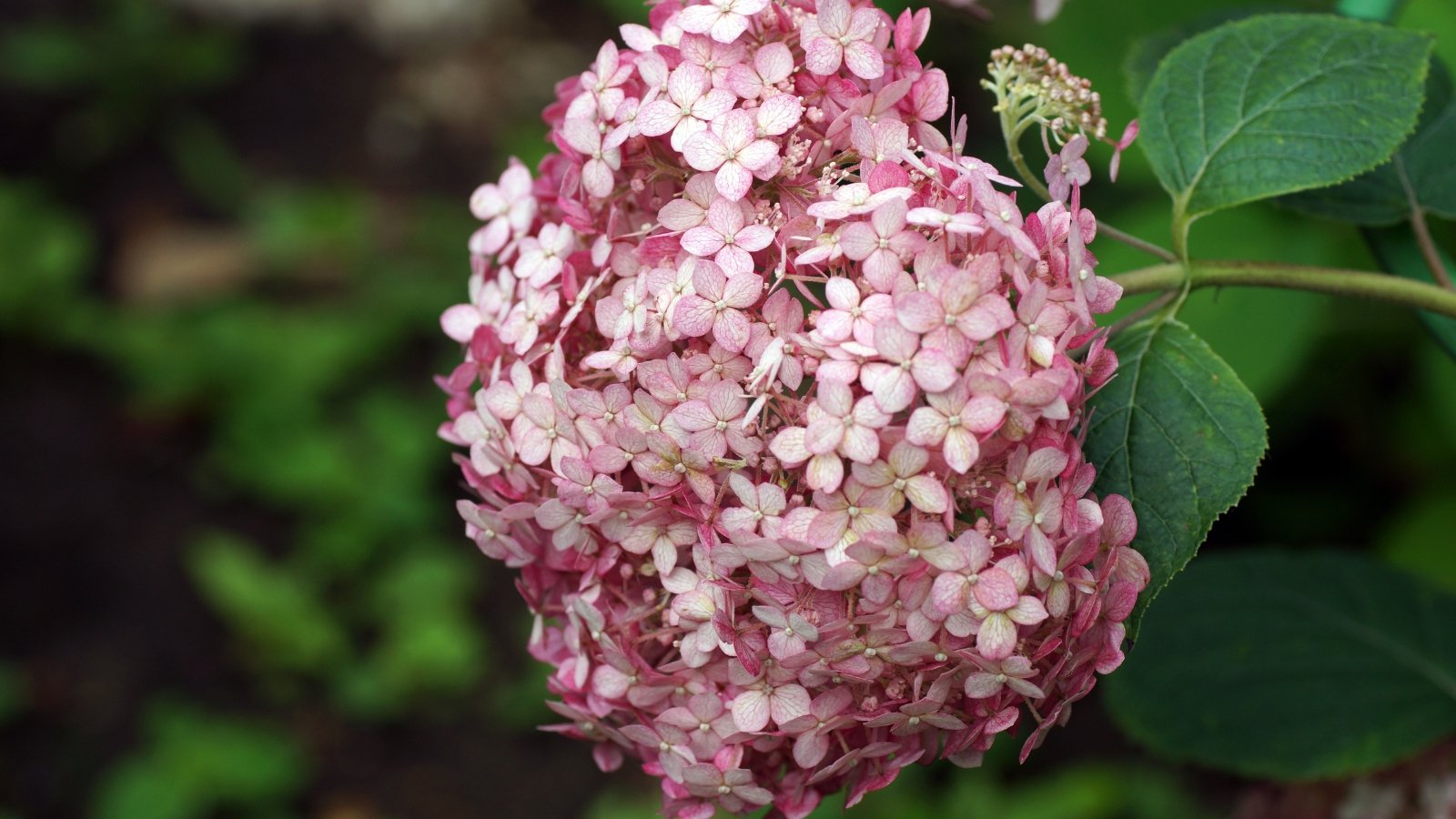 A close-up shows a large, rounded cluster of soft blush-colored flowers hanging from a single stem of the hydrangea.
