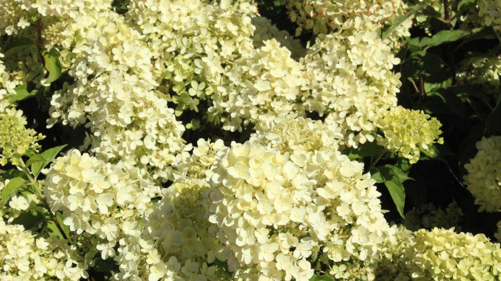 Clusters of creamy white flowers with rounded petals atop green leafy stems in a compact, flowering shrub.
