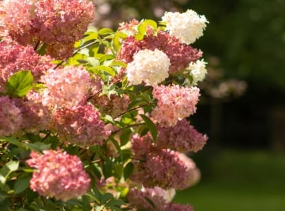 A hydrangea with clusters of flowers transitioning through shades of red, pink, and creamy white, showcasing vibrant fall colors in the garden.