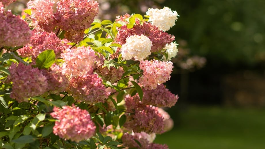 A hydrangea with clusters of flowers transitioning through shades of red, pink, and creamy white, showcasing vibrant fall colors in the garden.