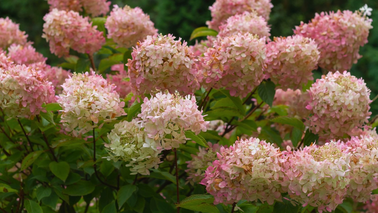 Compact flowering shrub covered with dense cone-shaped clusters of white blooms that gradually turn pink, framed by glossy green leaves with serrated edges.