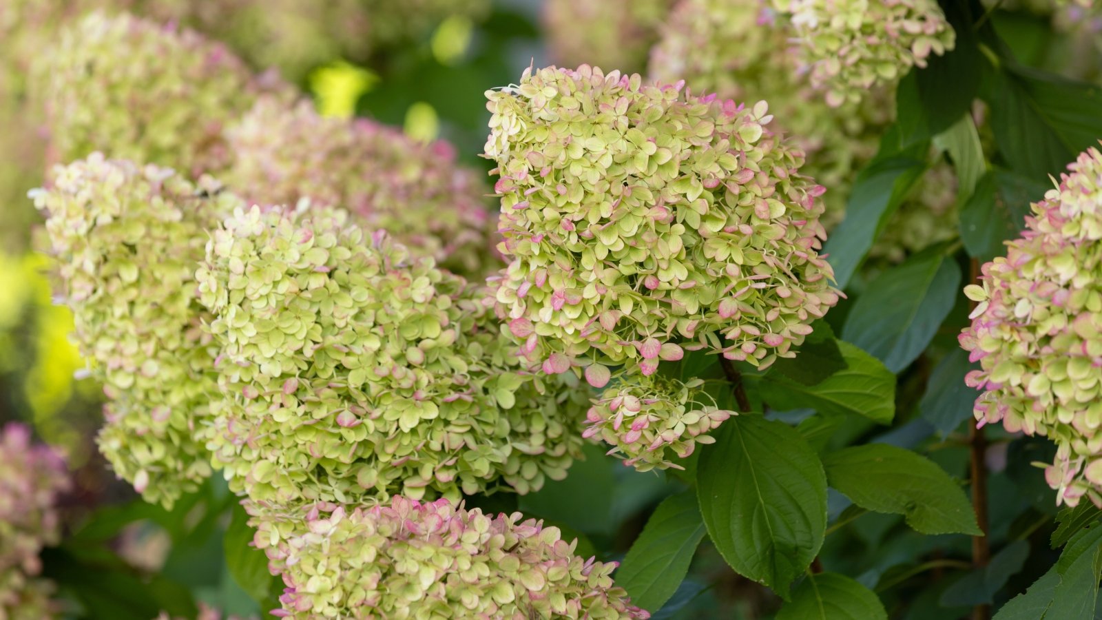 Large conical clusters of creamy green flowers gradually transitioning to soft pink bloom on a bush with bright green, serrated leaves in a sunny garden.

