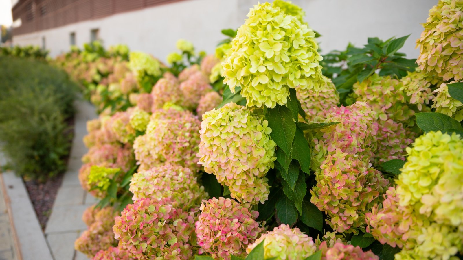 Compact bush covered with dense, conical clusters of lime-green flowers that gradually turn creamy white and blush pink, framed by oval, dark green leaves with serrated edges.