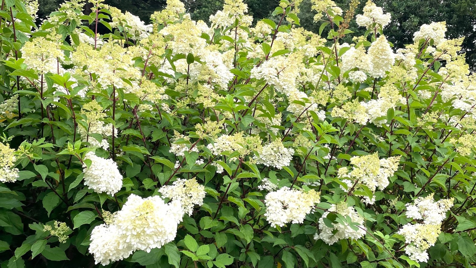 Dense, conical clusters of fluffy white blossoms sit atop sturdy purple stems with large, serrated leaves, giving the garden a lush and airy midsummer appearance.