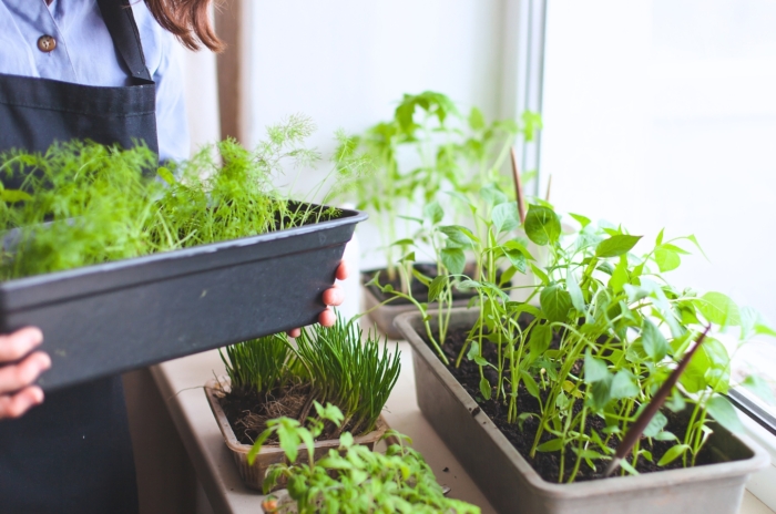 A woman cares for a young indoor food forest with diverse potted plants on a bright windowsill filled with natural light.