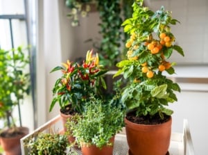 Thyme, chili pepper, and tomato plants with yellow cherry fruits grow from seeds in clay pots, forming a small indoor food forest.