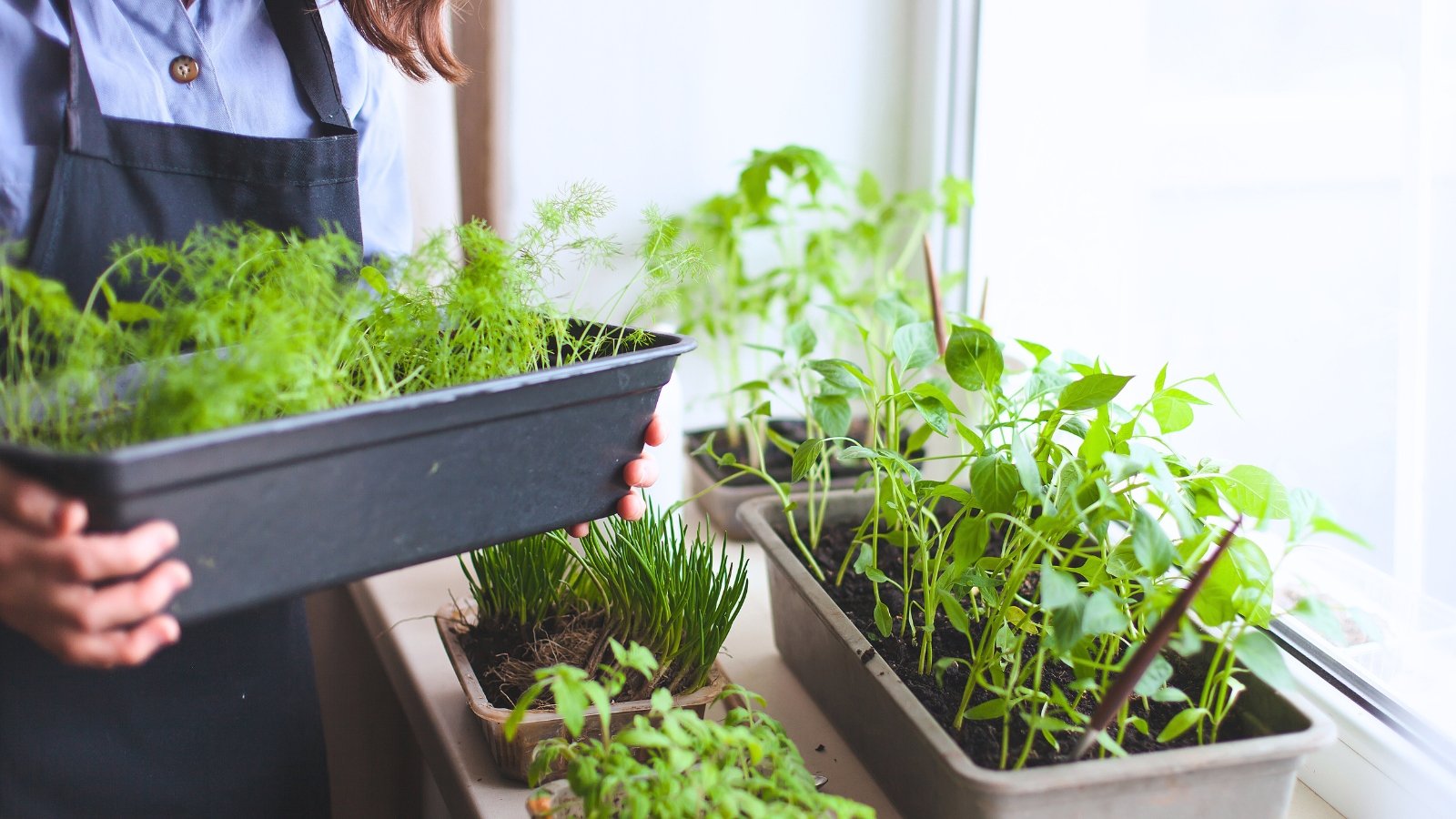 How to Grow an Indoor Food Forest